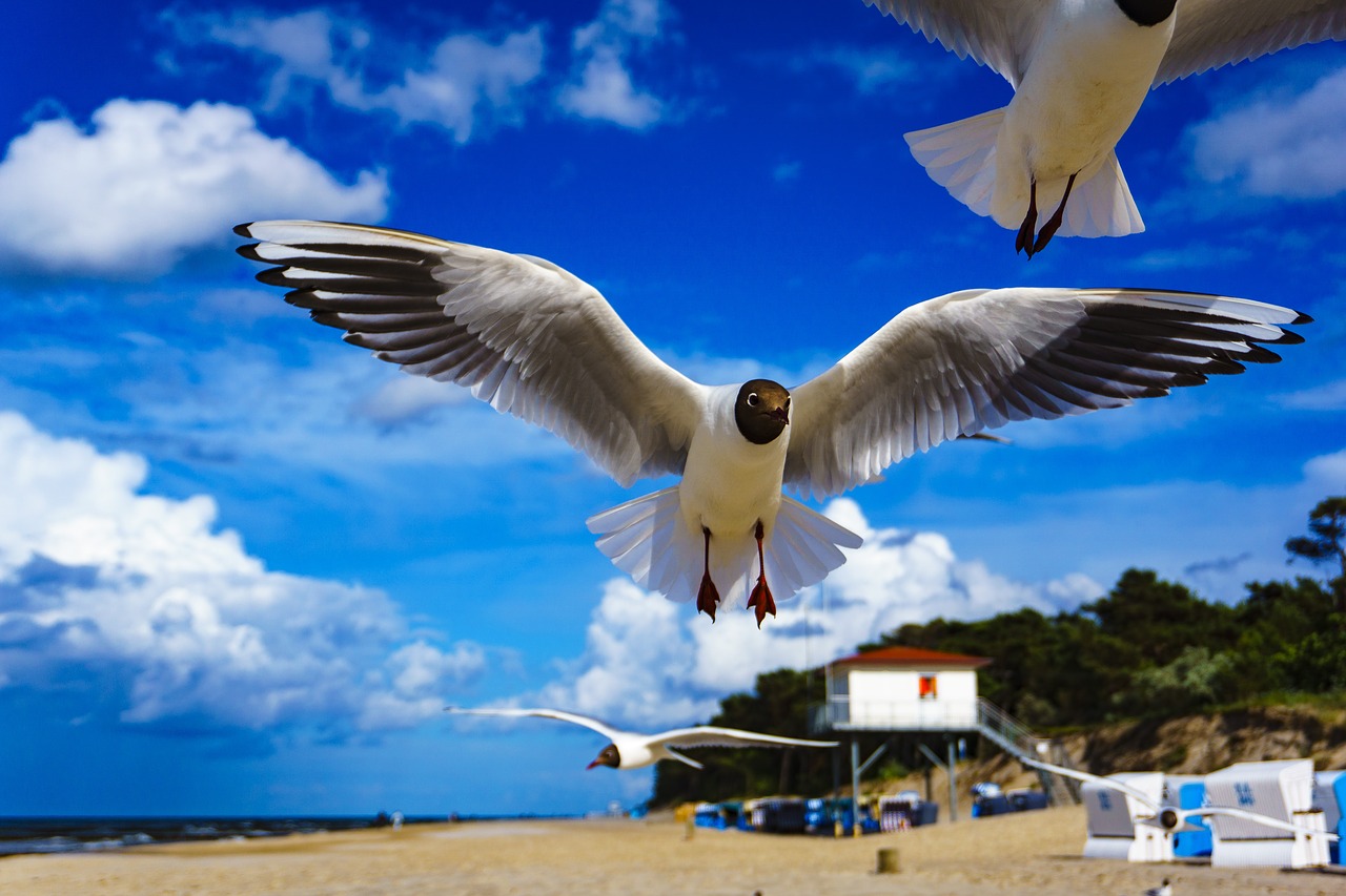 sky  bird  flight free photo