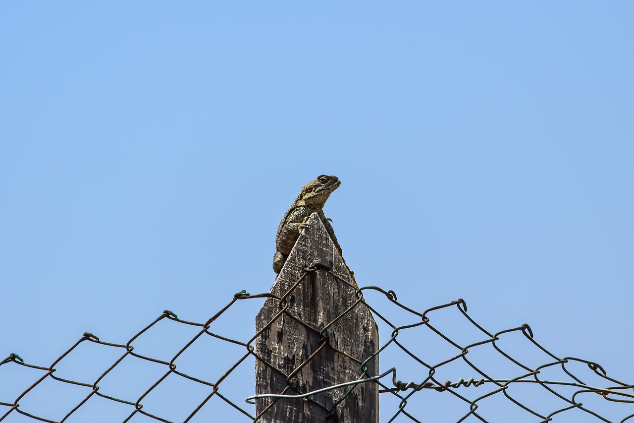 sky  fence  lizard free photo