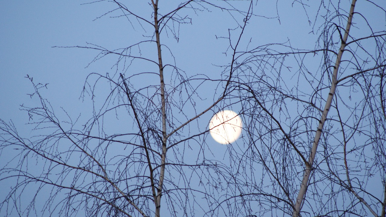 sky  tree  winter free photo