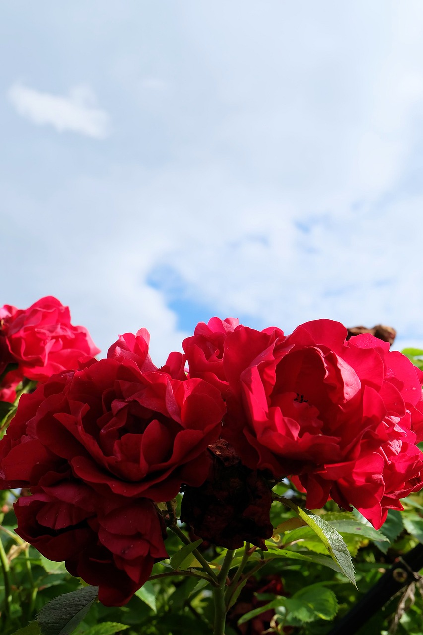 sky  roses  flowers free photo