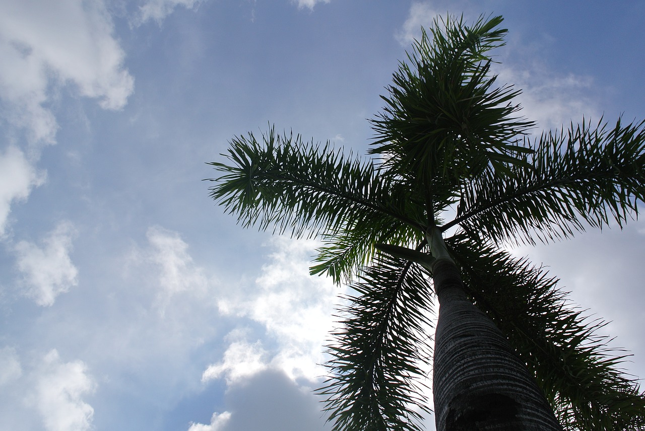 sky  tree  cloud free photo