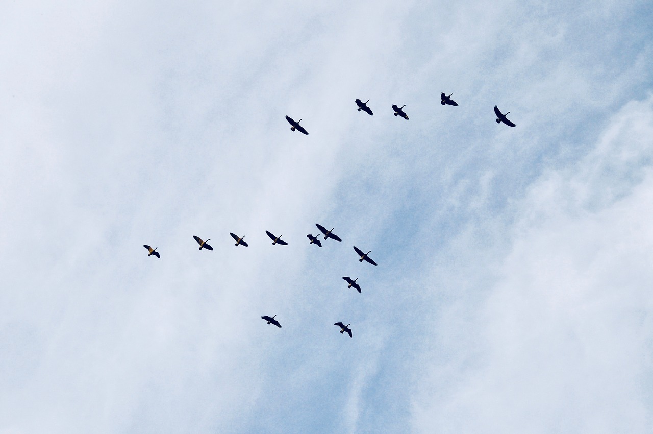 sky  birds  constellation free photo