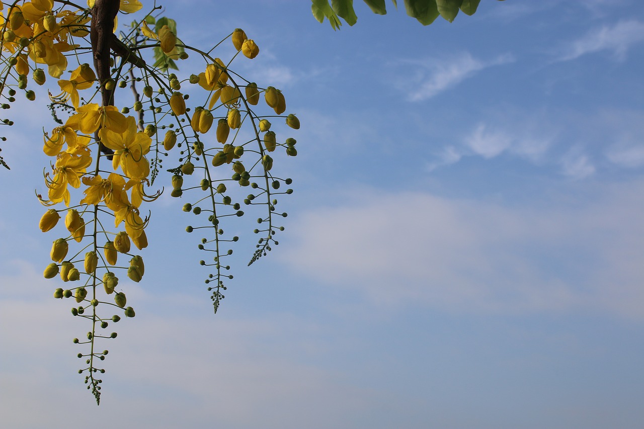 sky  summer  yellow free photo