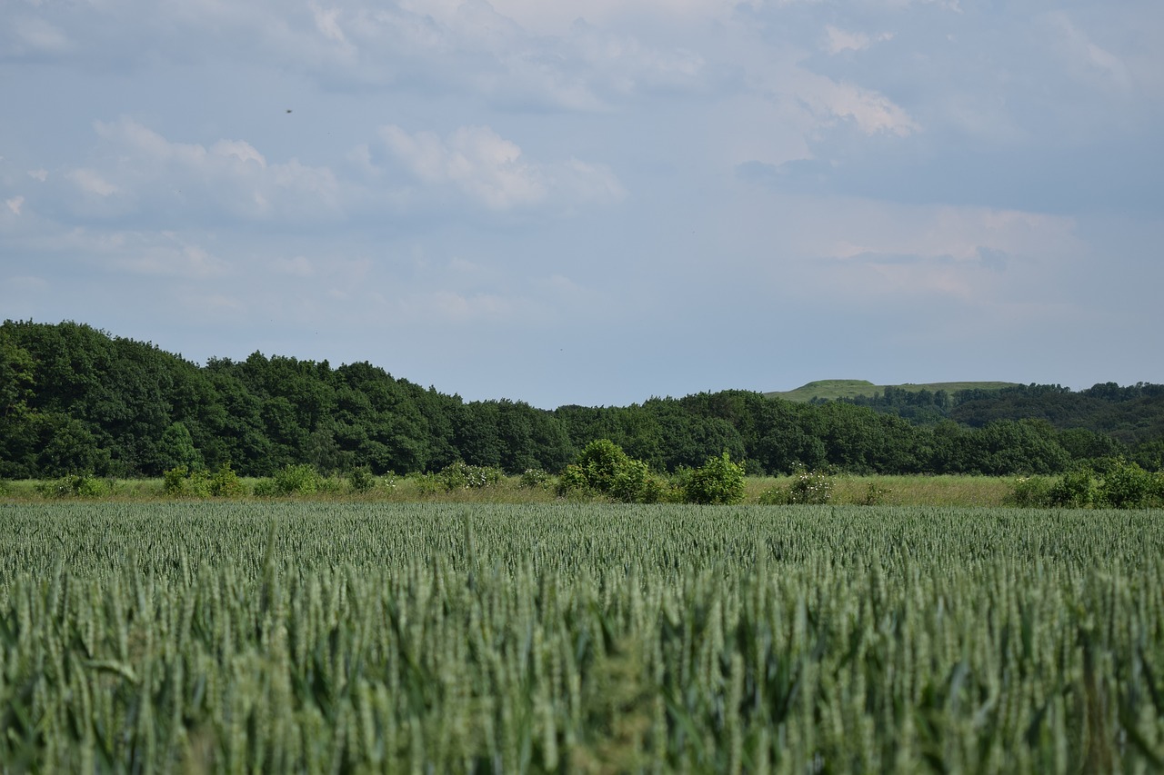 sky  cornfield  cereals free photo