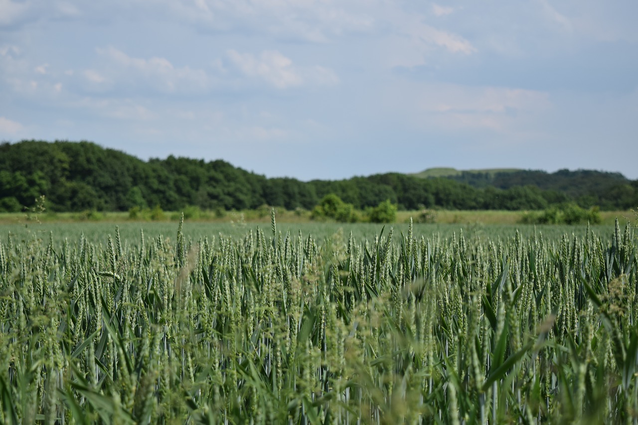 sky  cornfield  cereals free photo