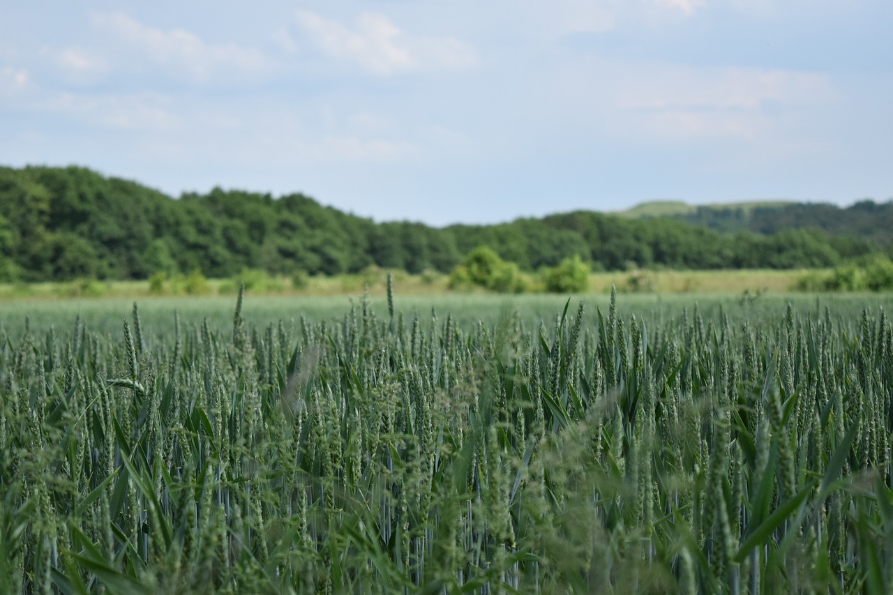 sky  cornfield  cereals free photo