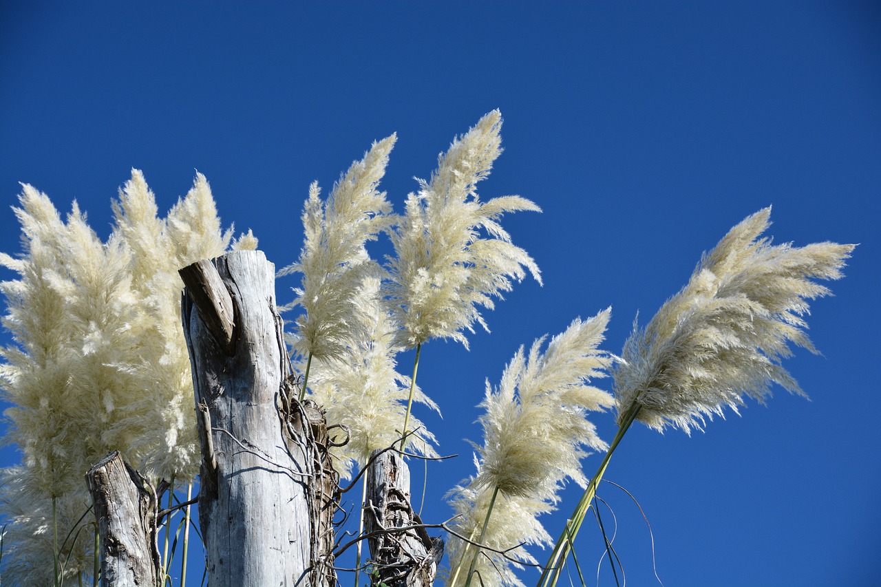 sky  white  blue free photo