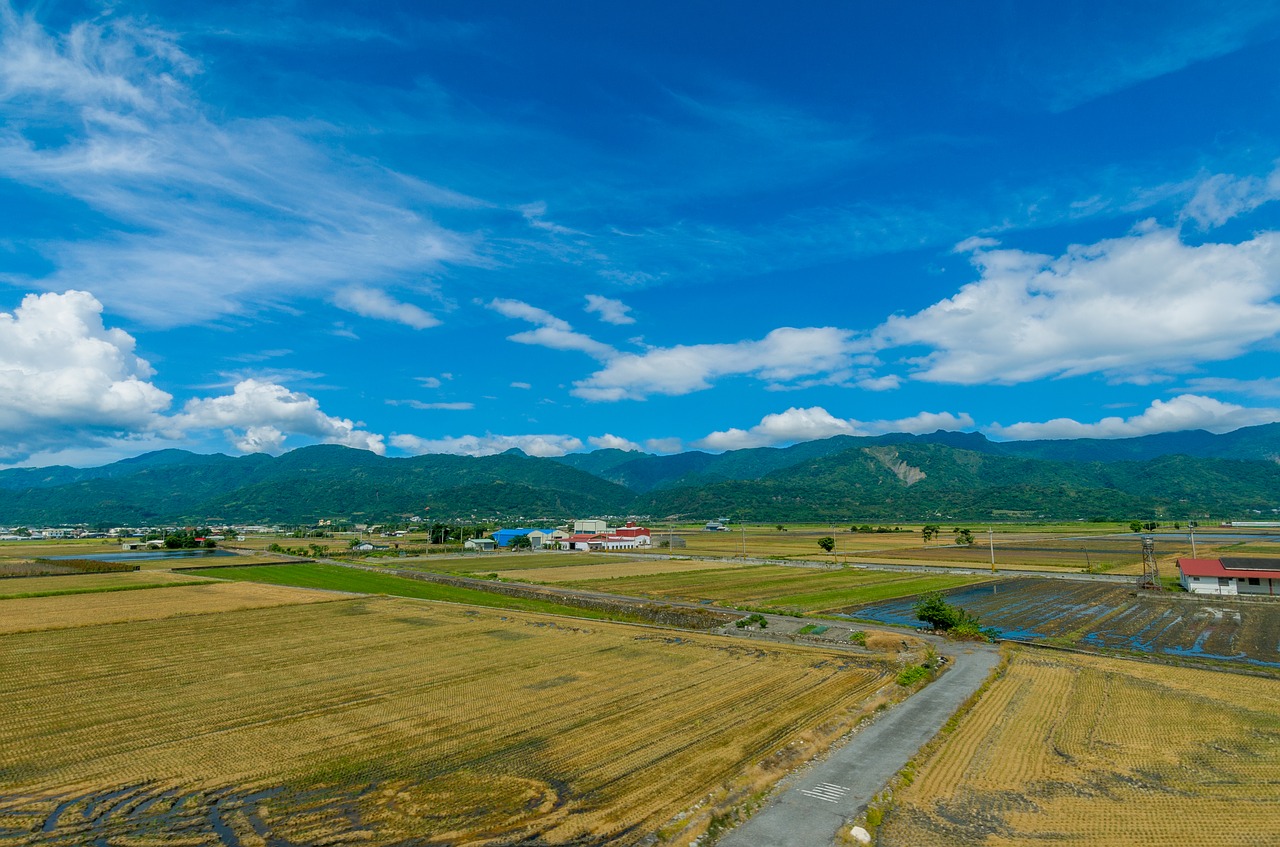 sky  harvesting the rice fields  in rural areas free photo