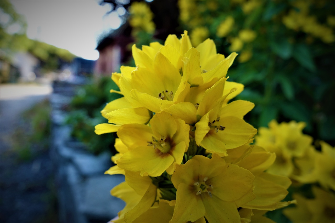 sky  green  flowers free photo