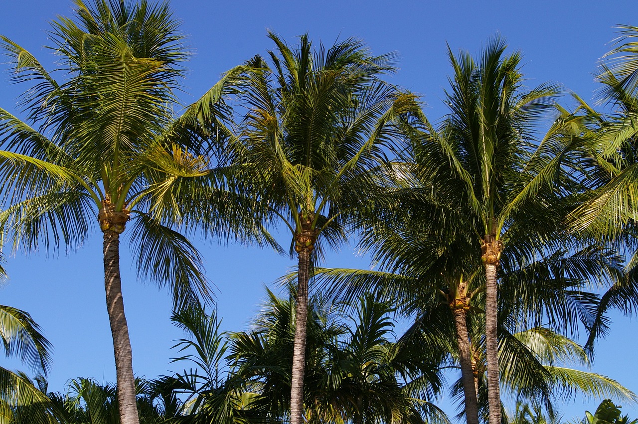 sky palm trees nature free photo