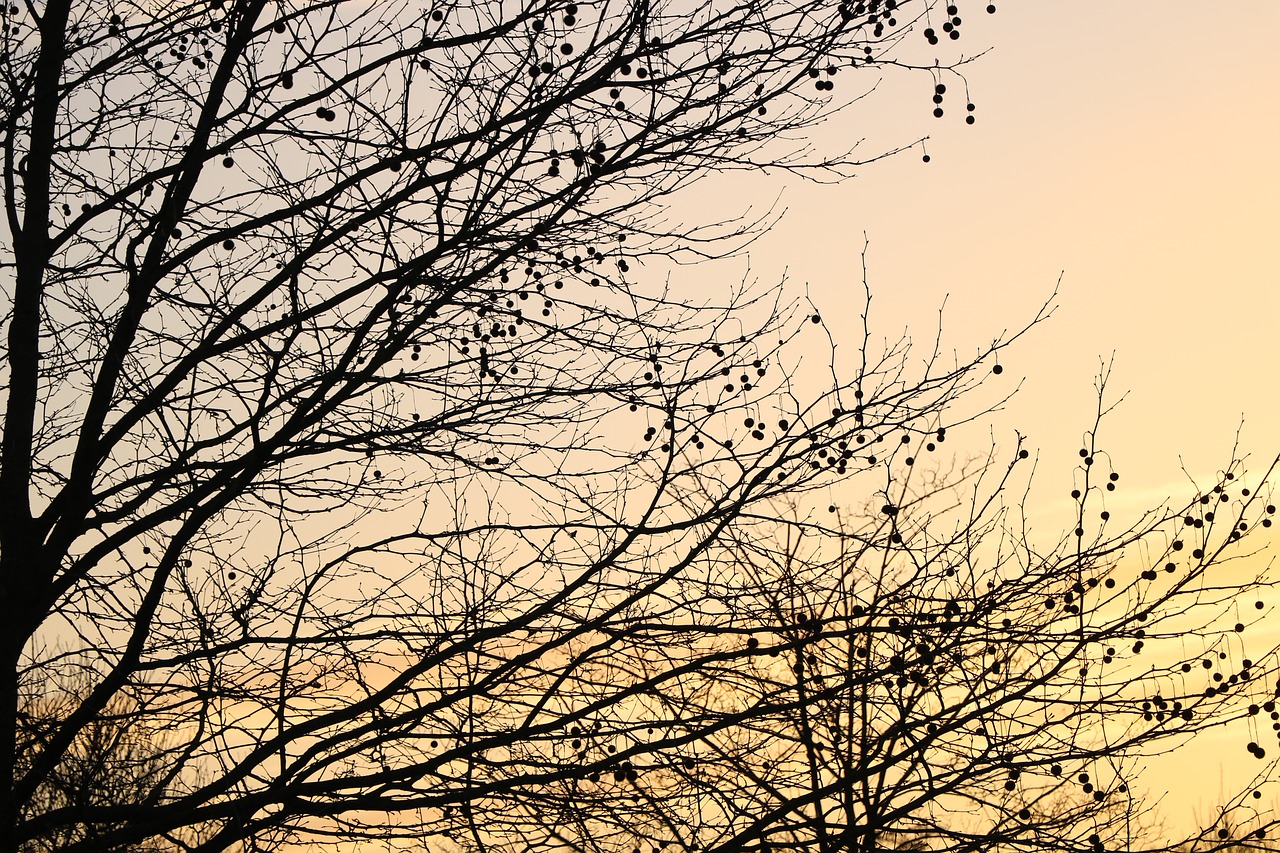 sky  tree  nature free photo