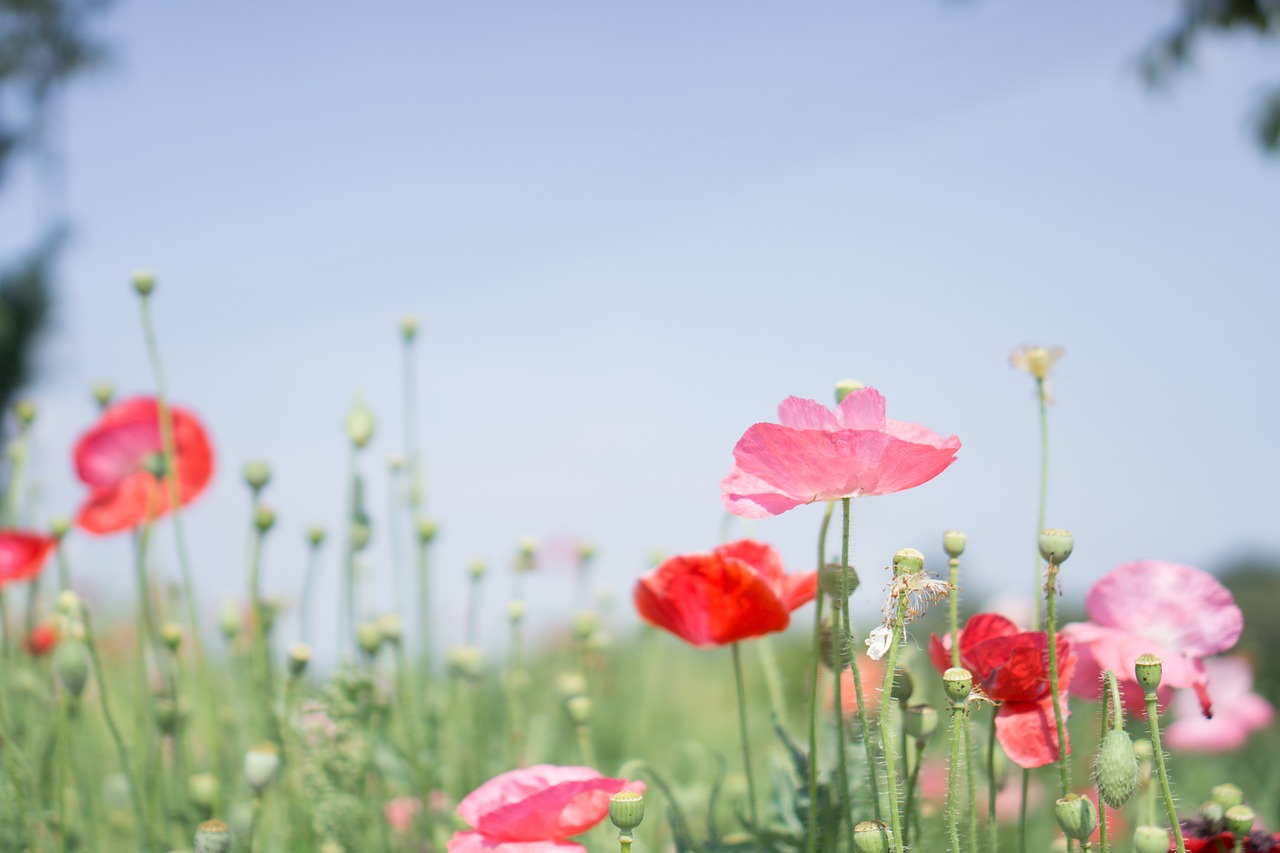 sky  poppy  flower free photo