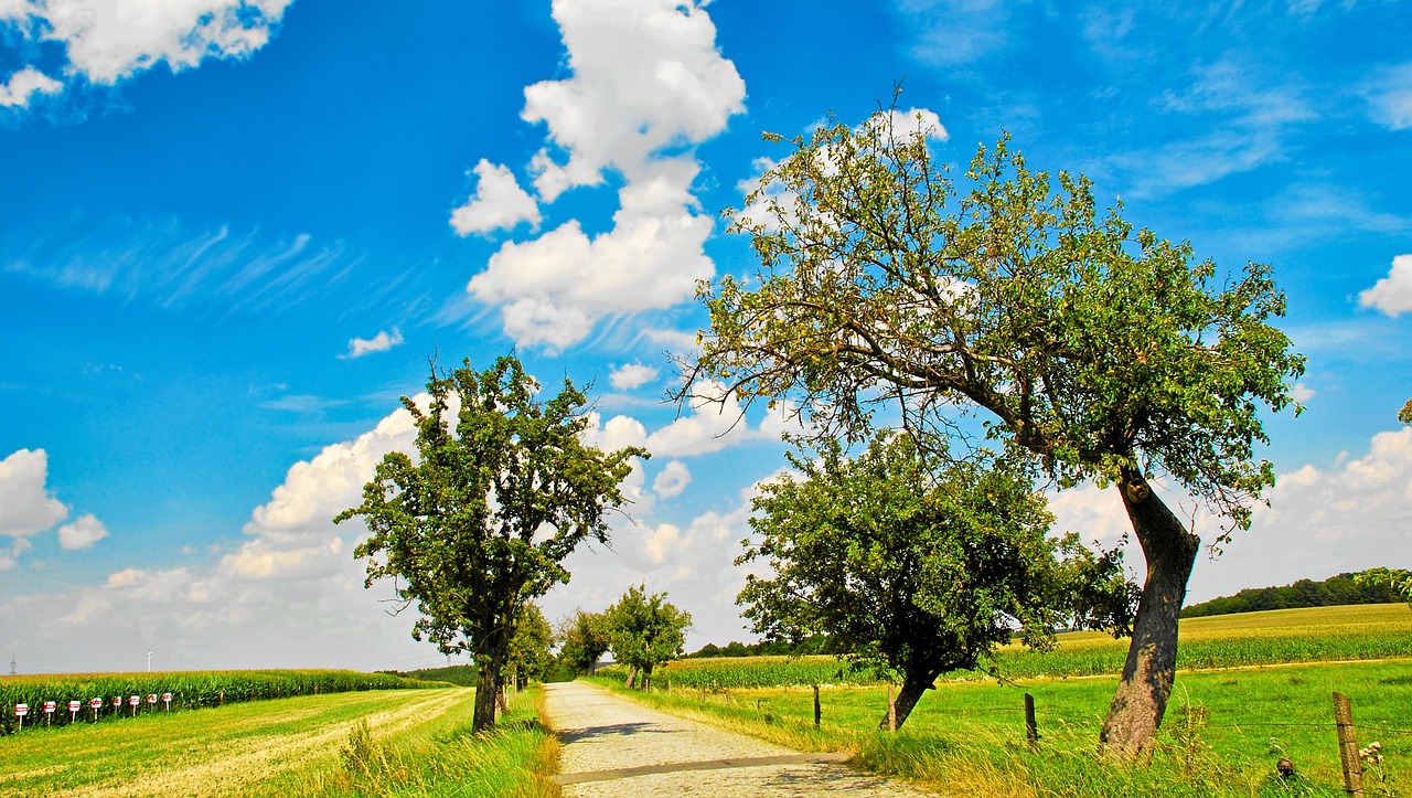 sky  blue  apple tree free photo