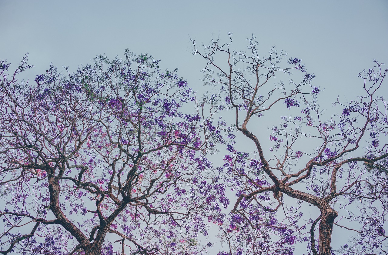 sky  flowers  nature free photo