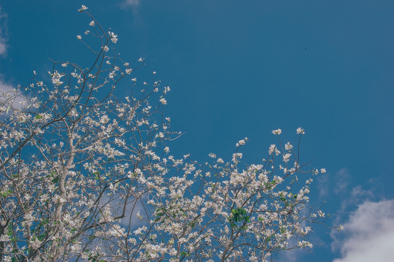 sky  flowers  nature free photo