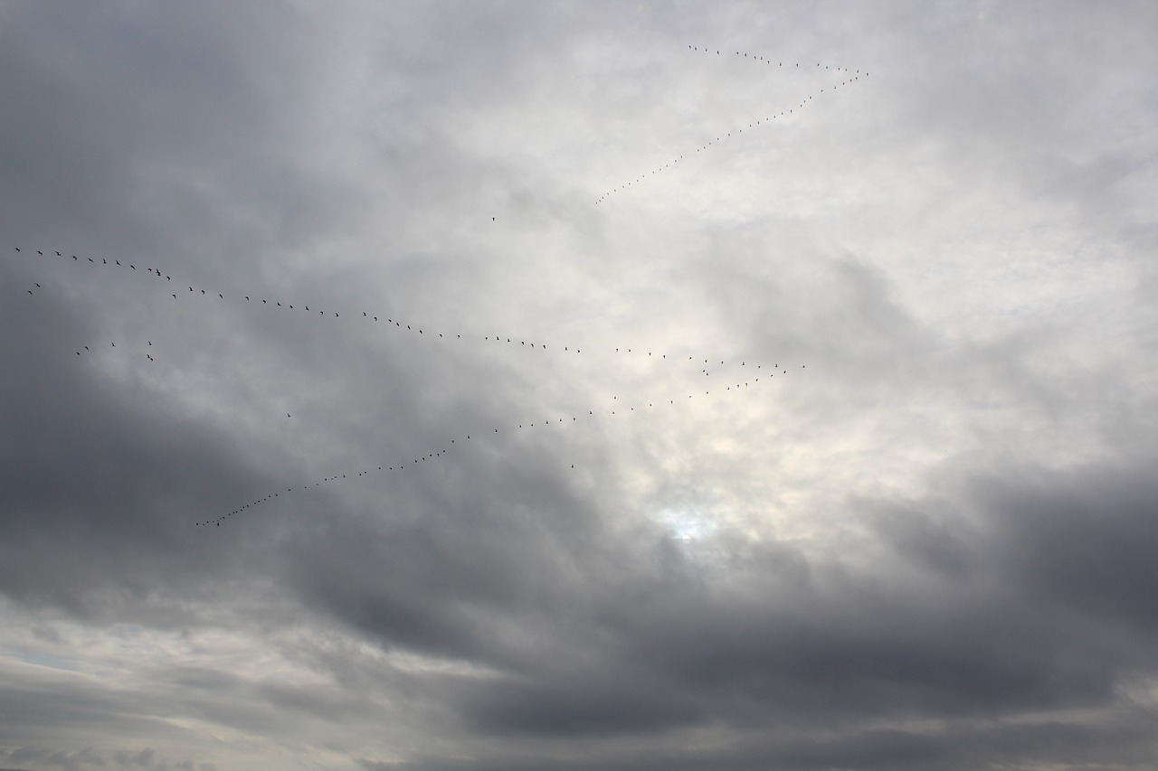 sky  cloud  clouds free photo