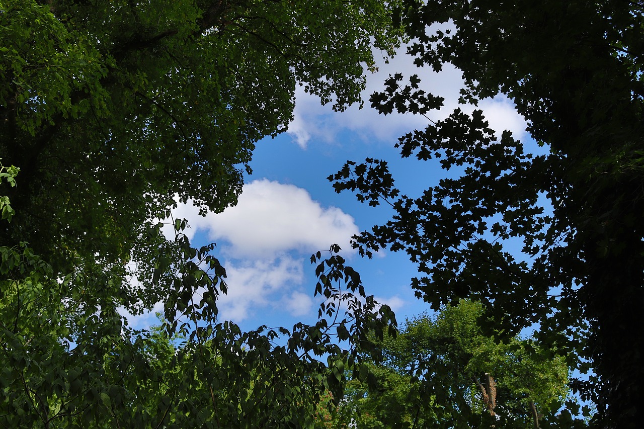 sky  plant  nature free photo