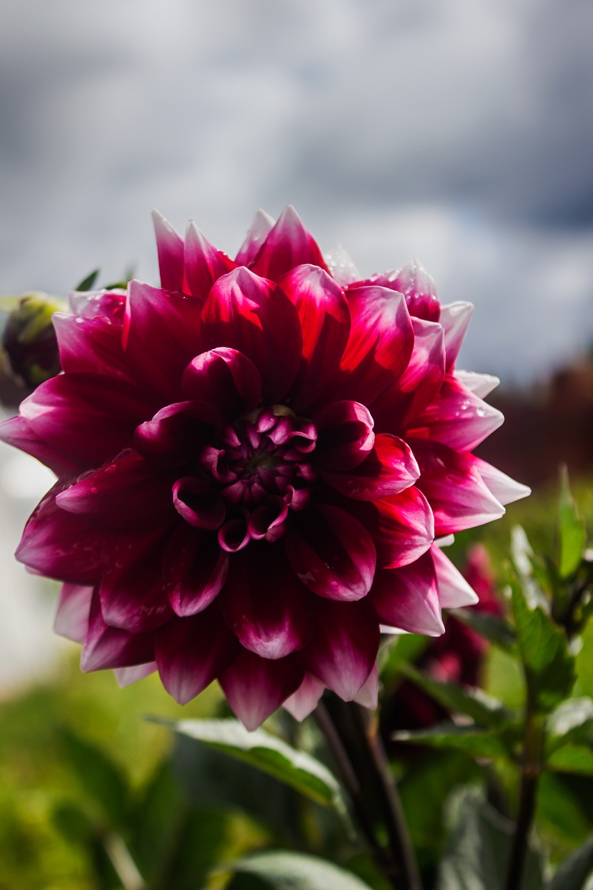 sky  flower  scarlet free photo