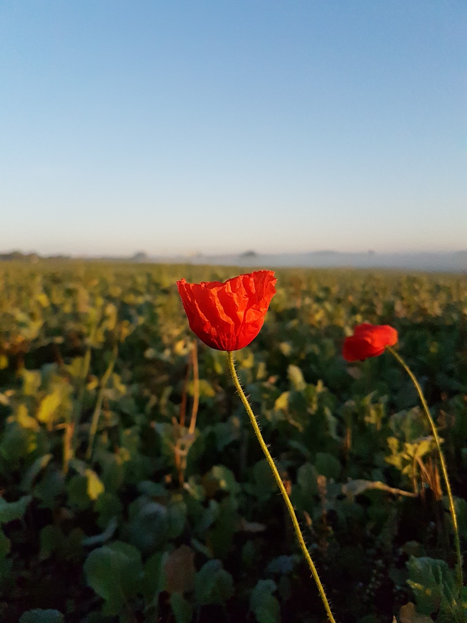 sky  mood  poppy free photo