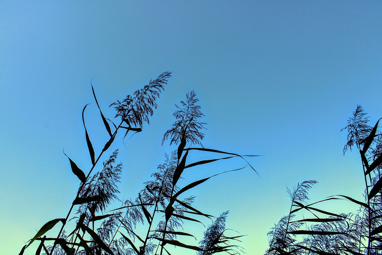 sky  nature  reed free photo