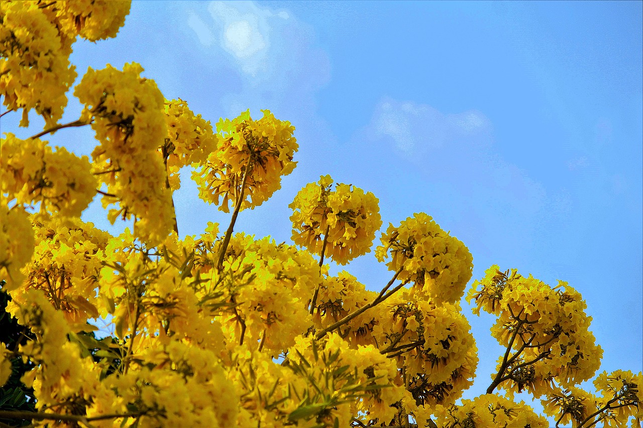 sky  yellow flowers  autumn free photo