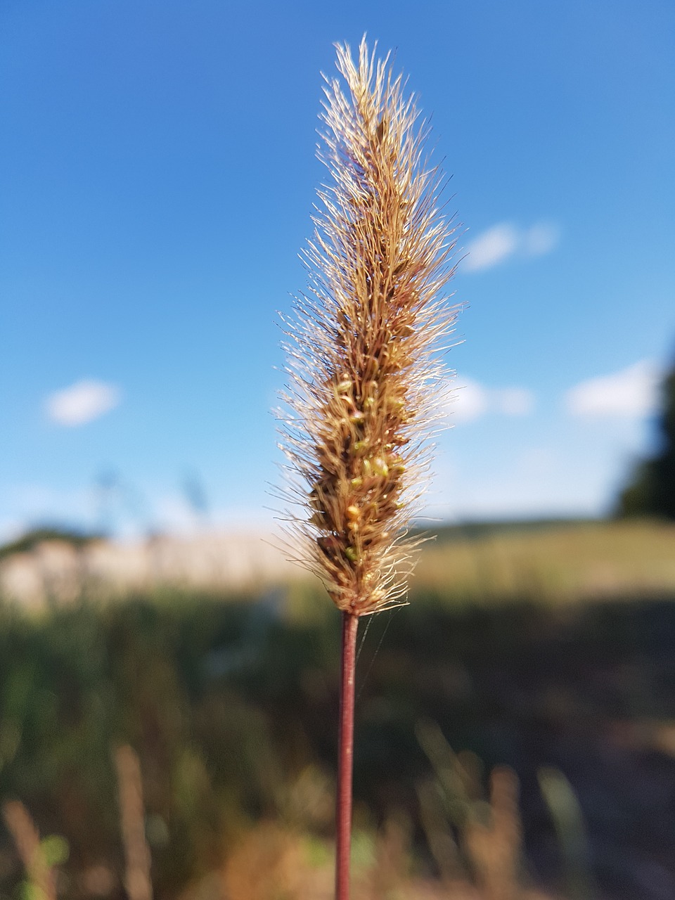 sky  plant  still life free photo