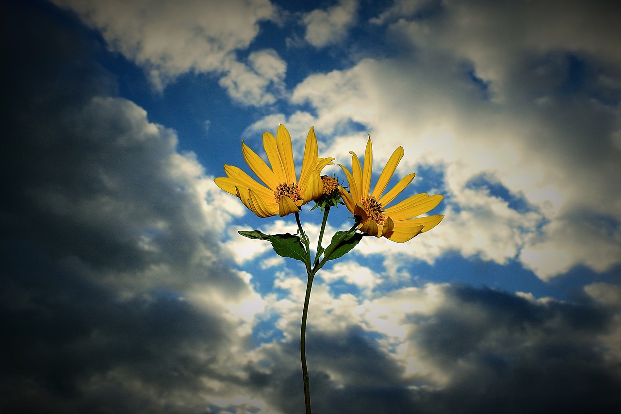 sky  flowers  clouds free photo