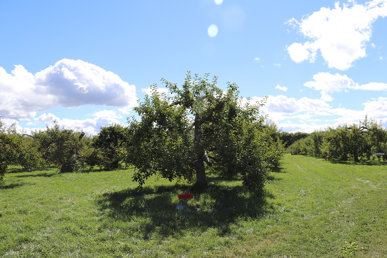 sky  apple  tree free photo