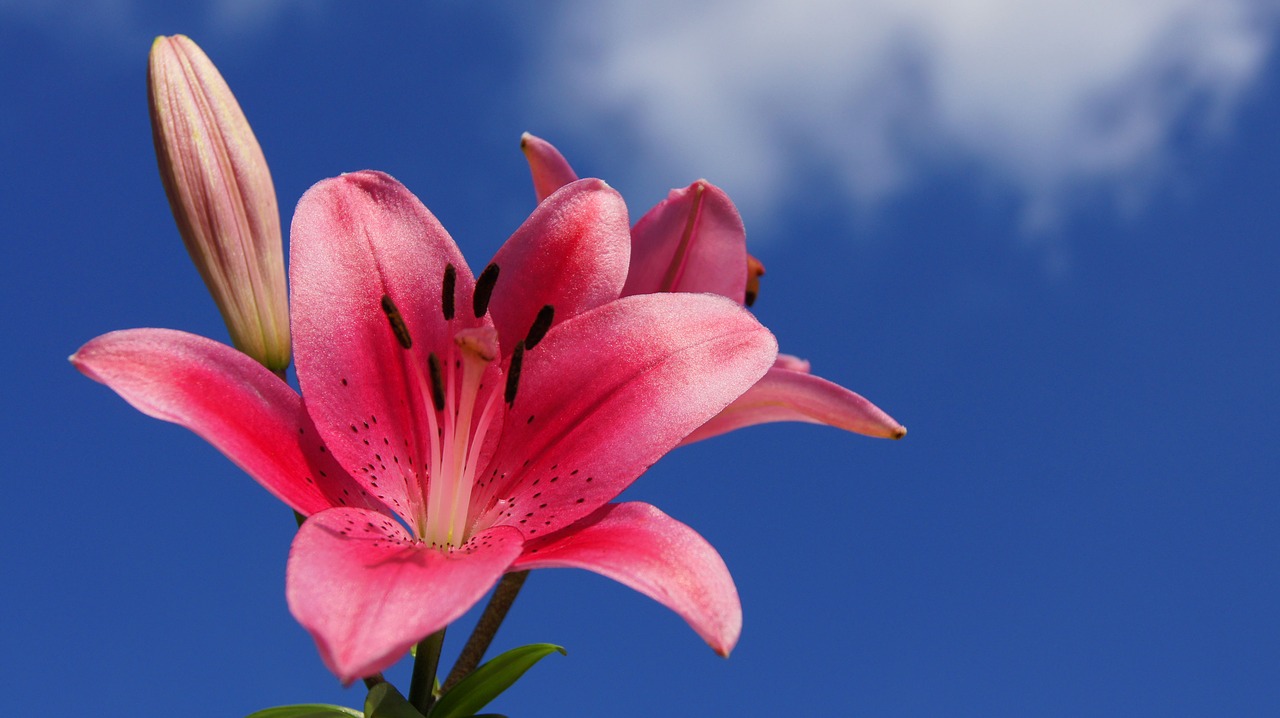 sky  blossom  bloom free photo