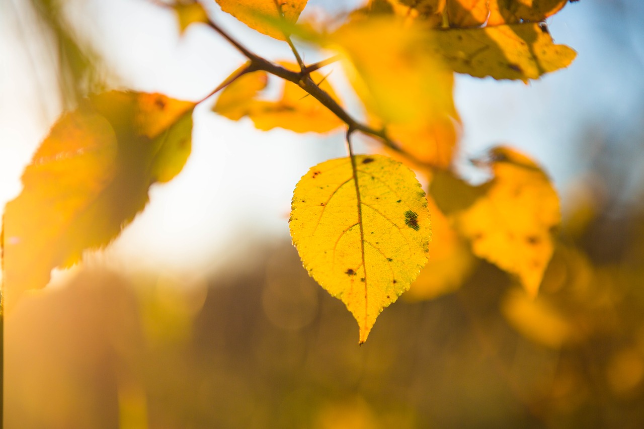 sky  autumn  landscape free photo