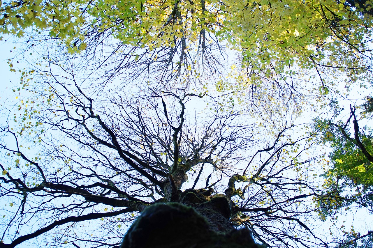 sky  tree  aesthetic free photo