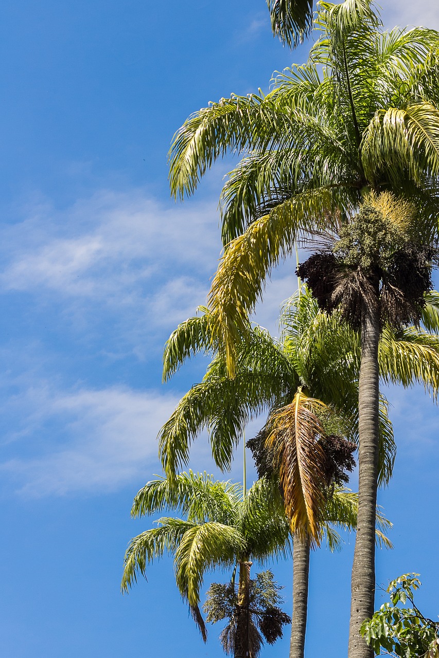 sky  palm trees  blue free photo