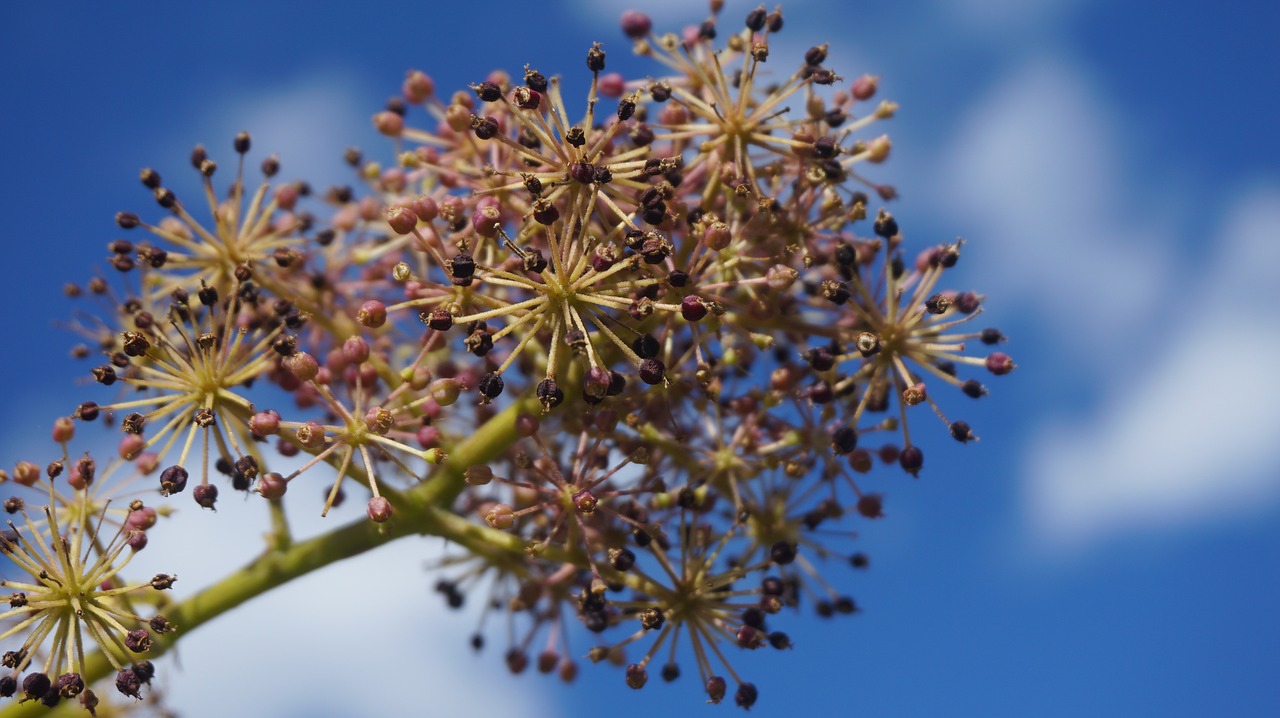 sky  plant  aralia free photo