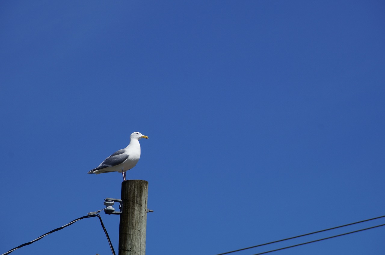 sky  blue  bird free photo