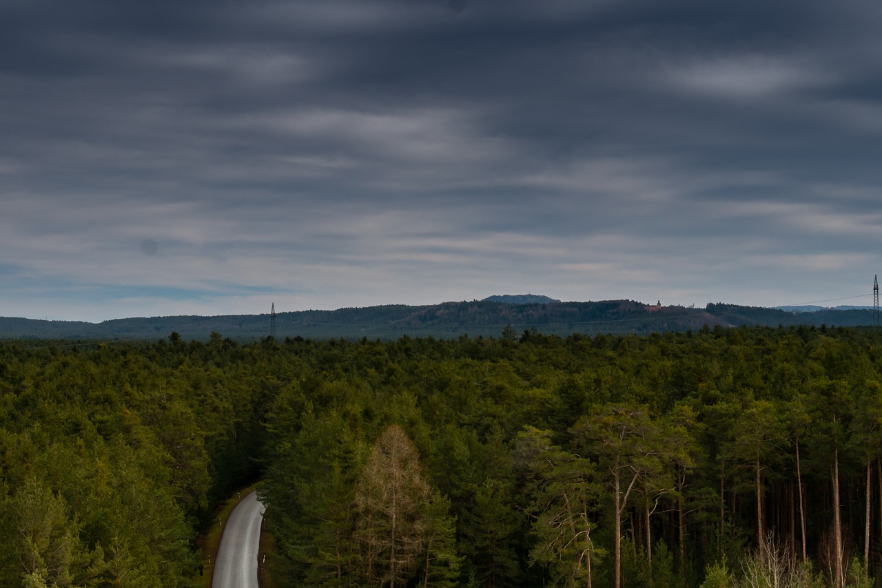 sky  forest  trees free photo