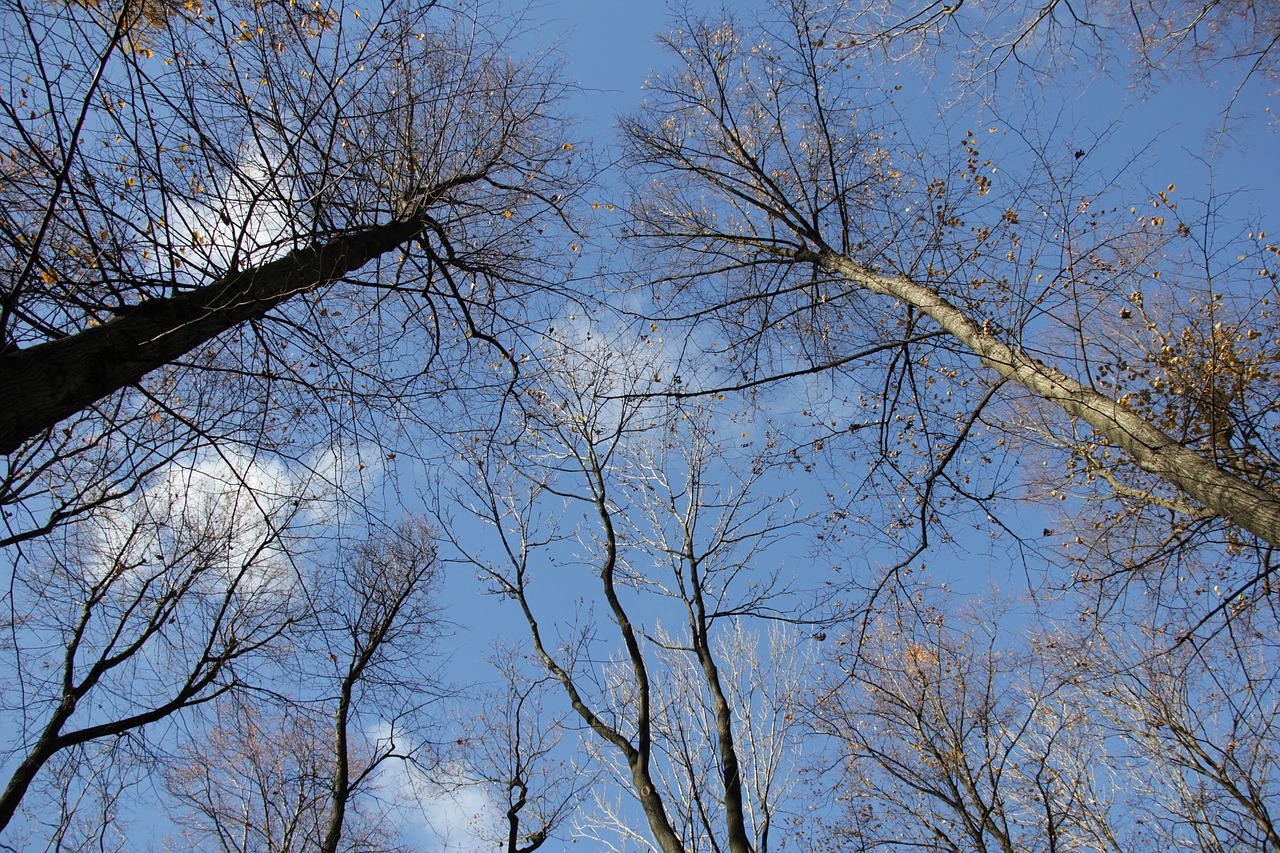 sky  trees  clouds free photo