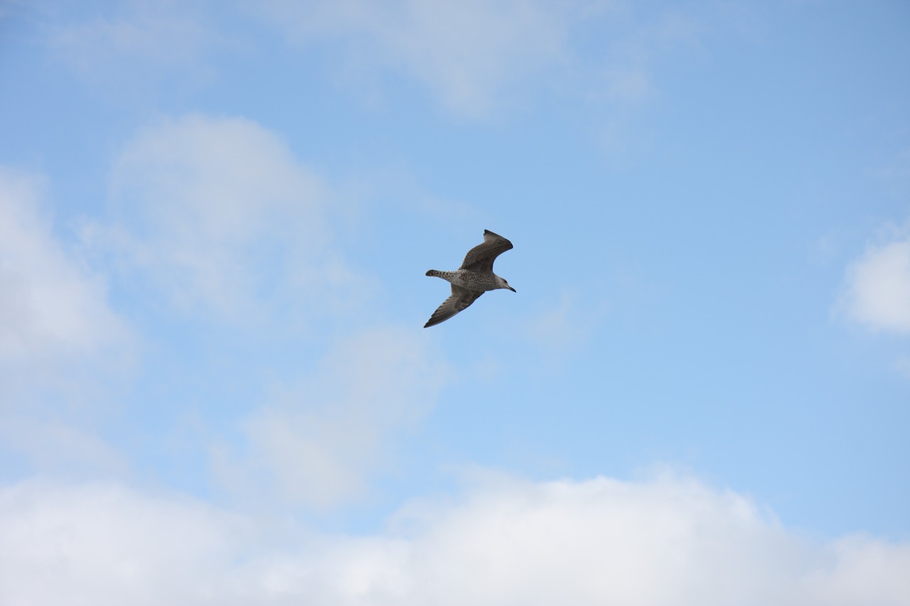 sky  clouds  seagull free photo