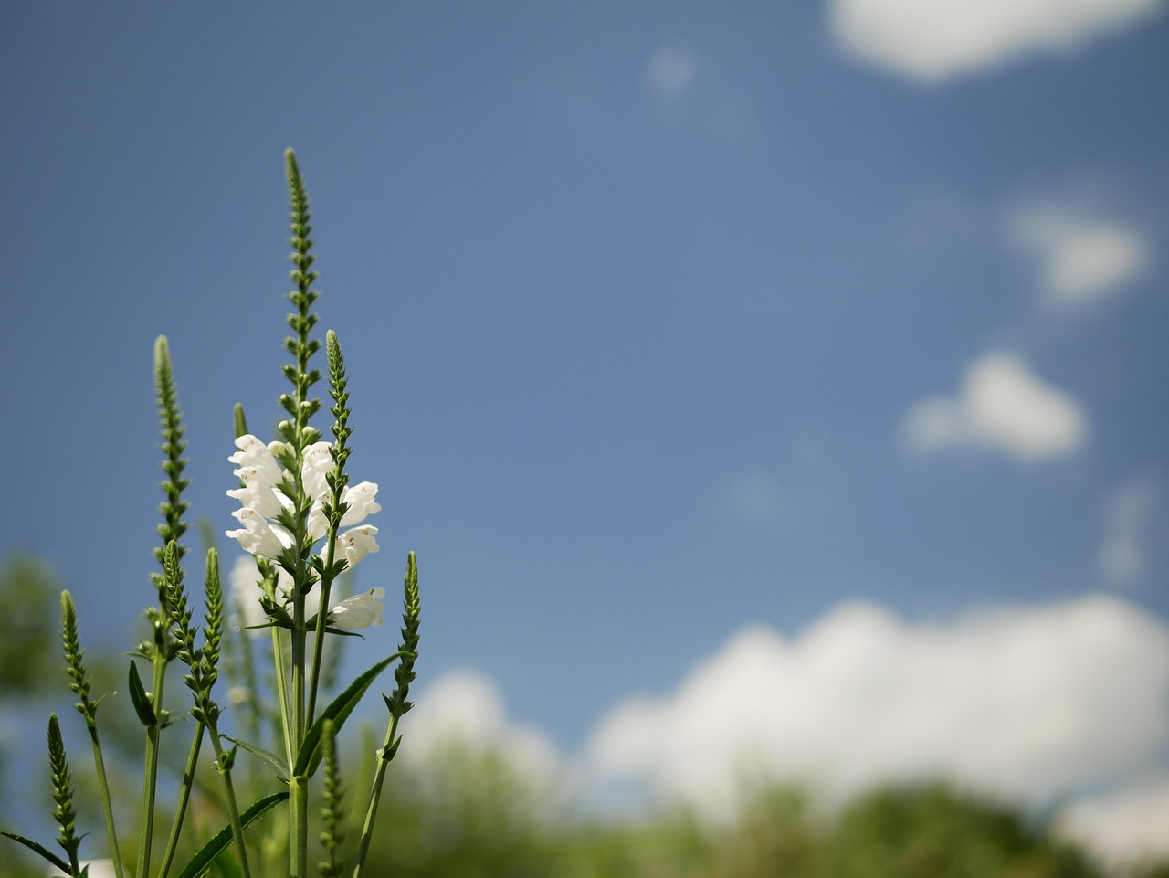 sky  blue  flowers free photo