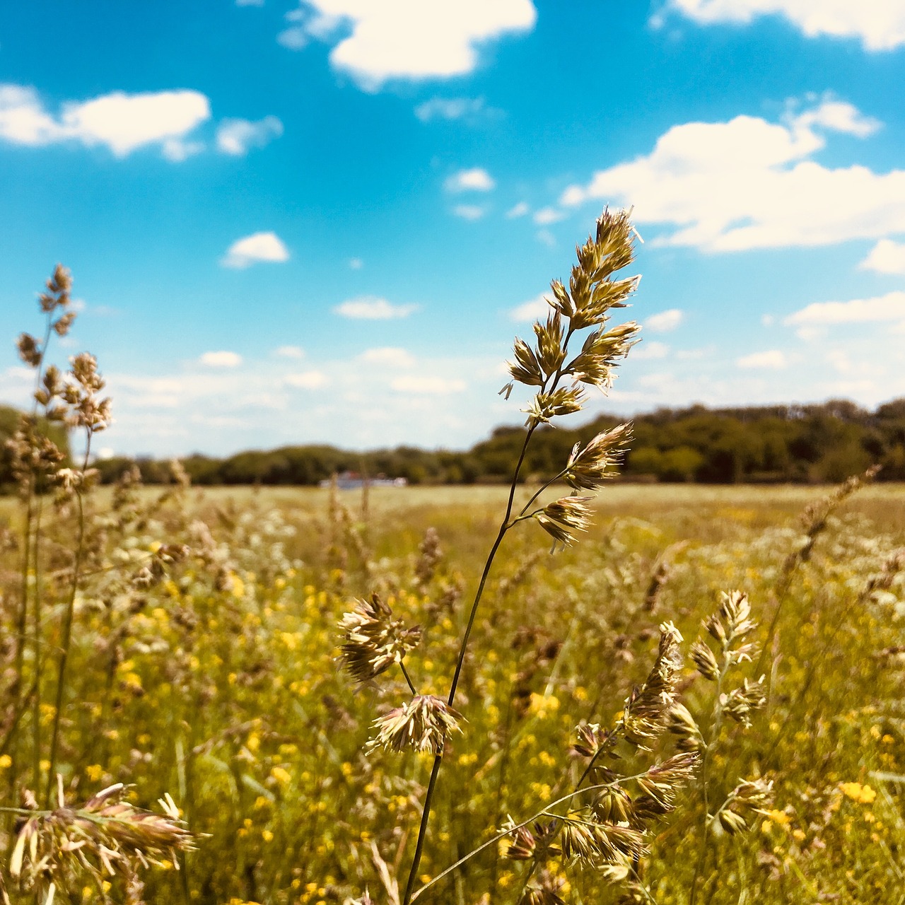 sky  cloud  cereals free photo