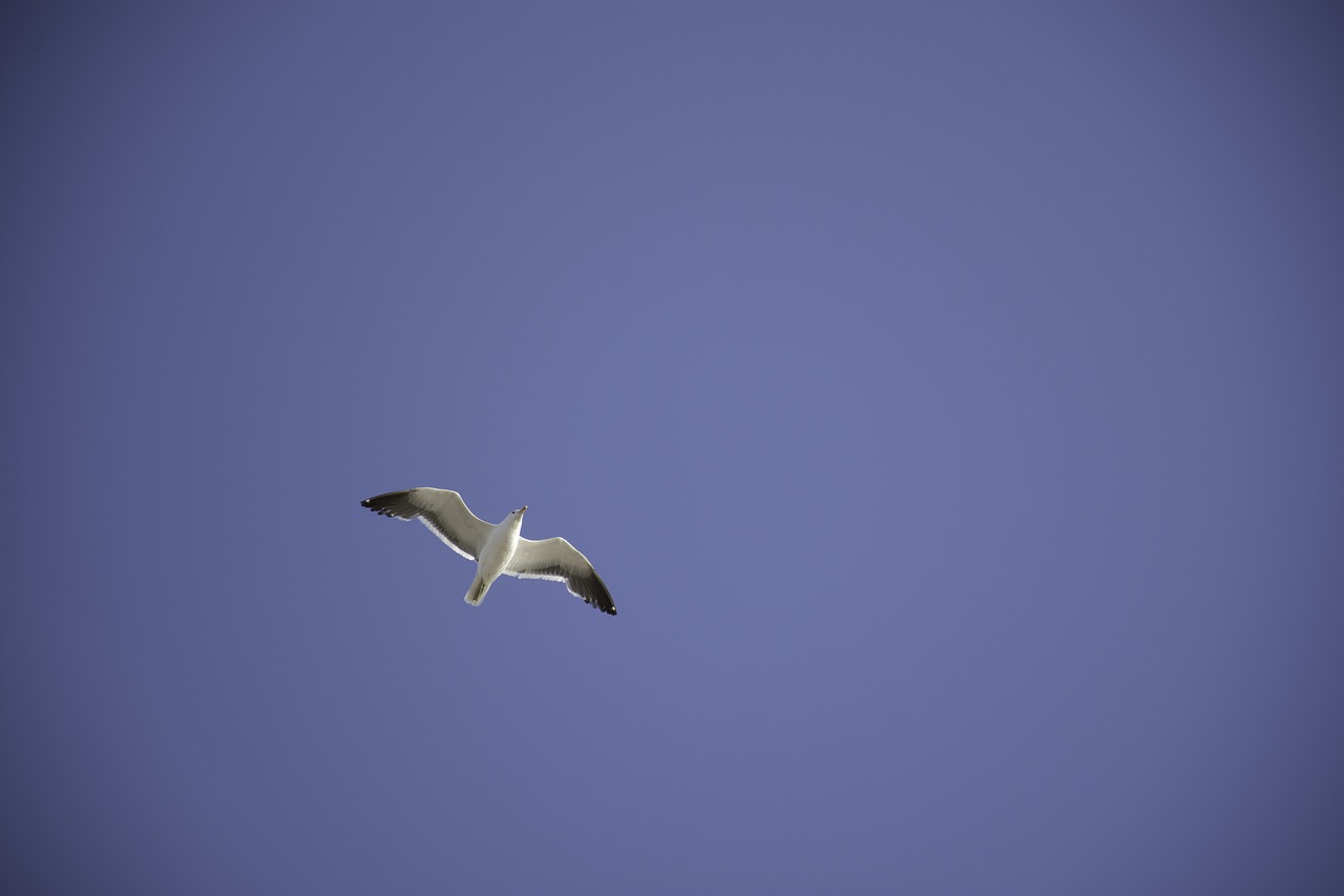 sky  seagull  animals free photo