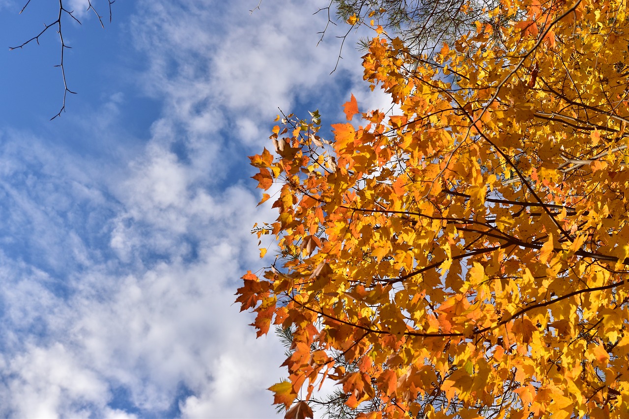 sky  cloud clouds  tree free photo