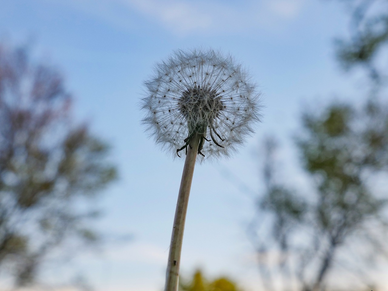 sky  dandelion  plant free photo