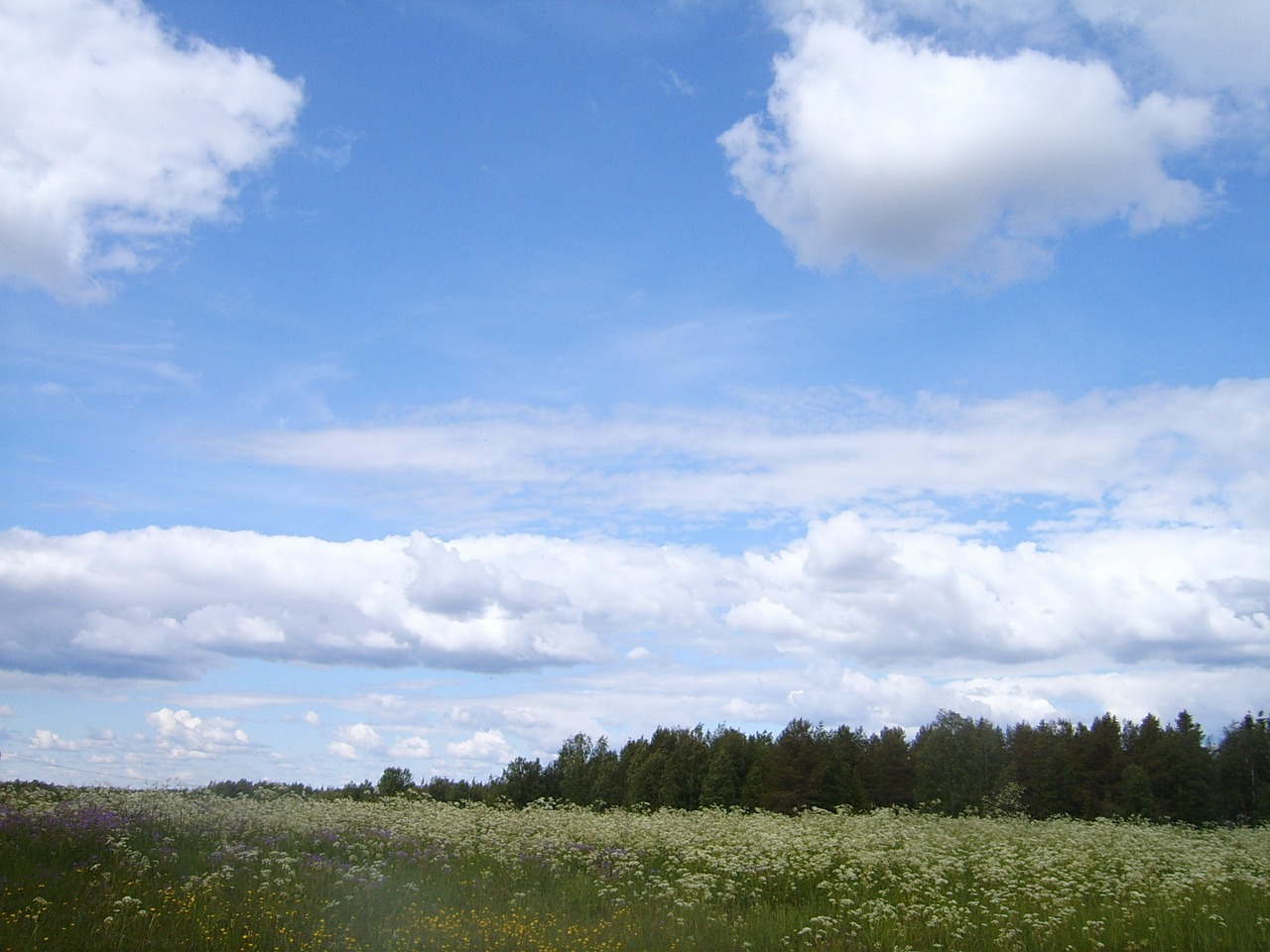 sky inflorescence nature free photo