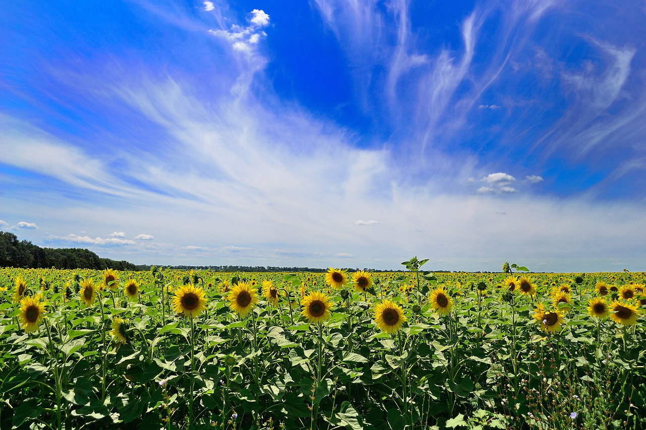 sky  summer  clouds free photo