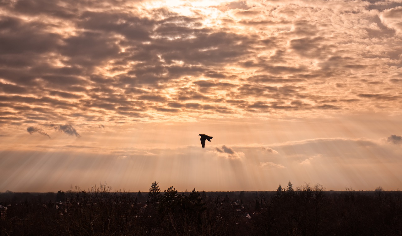 sky  sun  bird free photo