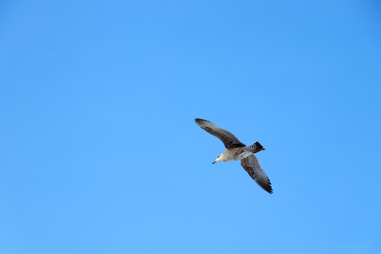 sky  background  bird free photo