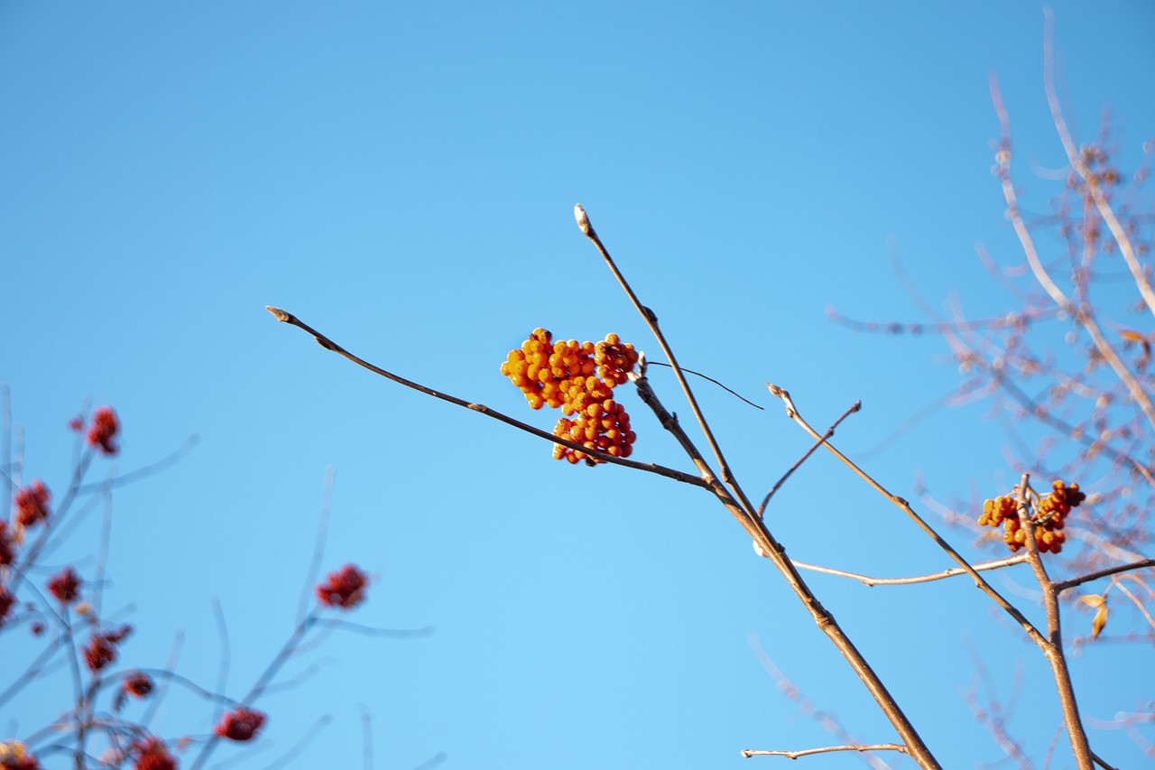 sky  berries  red free photo