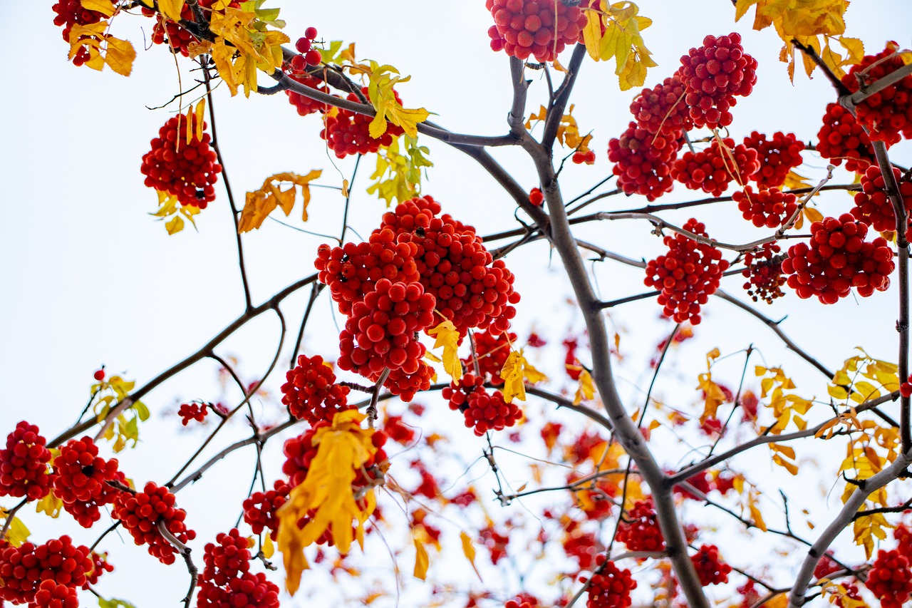 sky  berries  red free photo