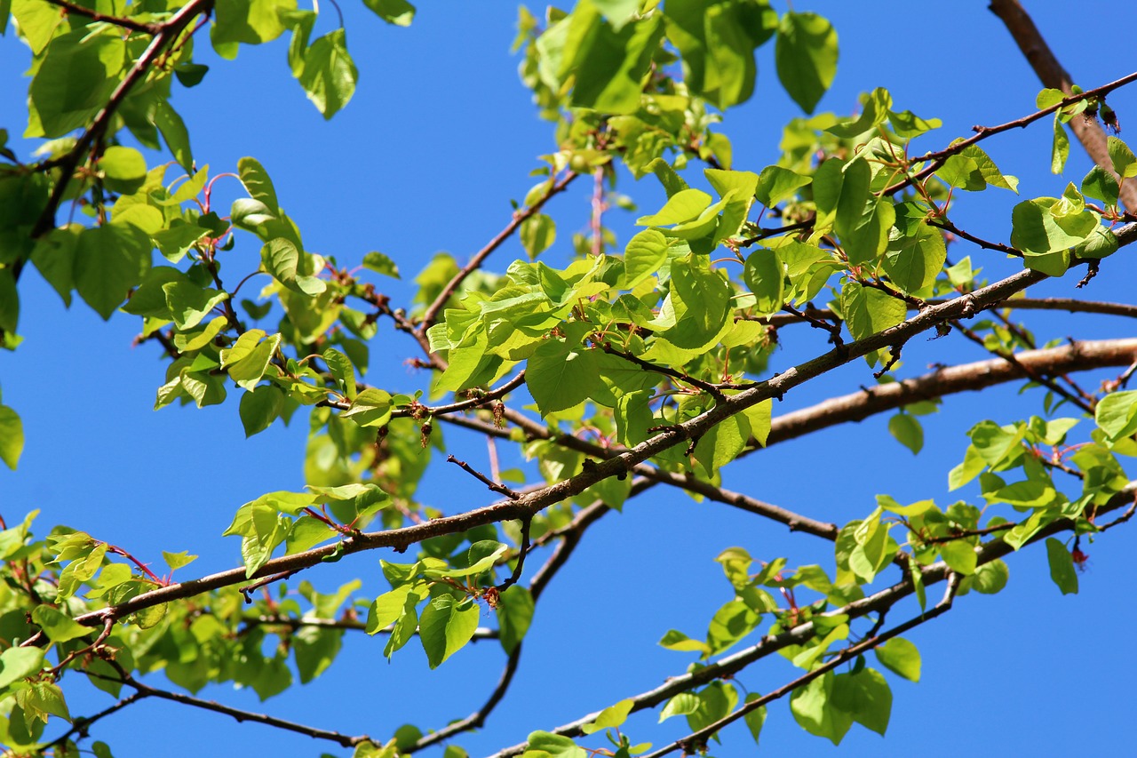 sky  blue  leaves free photo