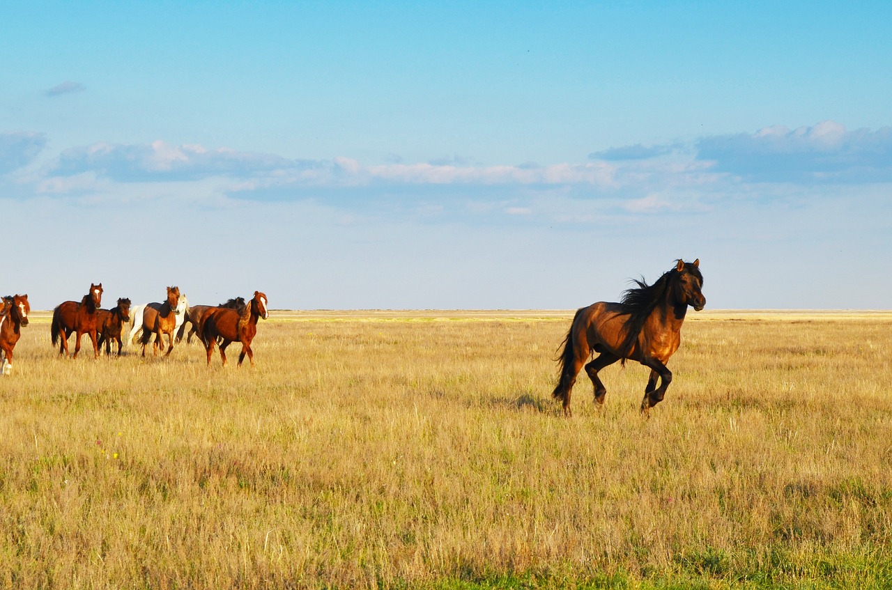 sky  kazakhstan  horses free photo